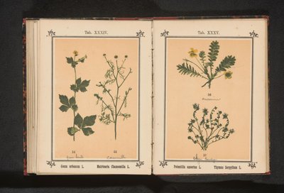 シルバーウィードとリトルタイム Potentilla anserina L. Thymus Serpyllum L. (オブジェクトのタイトル) 作： Anonymous