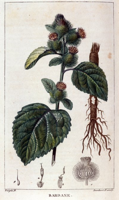植物板：ゴボウ（arctium）。19世紀のカラーエングレービング。 作： Anonymous Anonymous