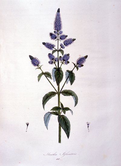 植物板：ワイルドミント（mentha sylvestris）。19世紀のエングレービング。 作： Anonymous Anonymous