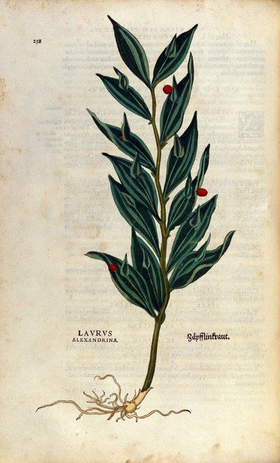植物図版：Laurus alexandrina（Laurier d