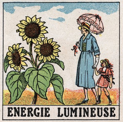 光のエネルギー：ヒマワリは太陽光の影響を受ける。1925年の匿名のイラスト。個人蔵。 作： Anonymous Anonymous