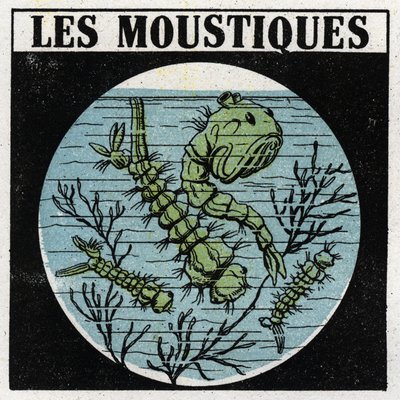 光の投影：蚊の幼虫を観察するための投影用ランタンの使用。1925年の匿名のイラスト。個人蔵。 作： Anonymous Anonymous