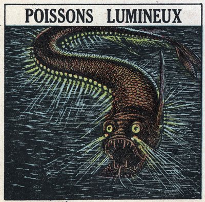 燐光：発光する魚。1925年の匿名のイラスト。個人蔵。 作： Anonymous Anonymous