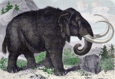 マンモスの表現。サンクトペテルブルク・アカデミー会員のアダムスの発見により再構成された。1867年に描かれたもの。. 作： Anonymous Anonymous