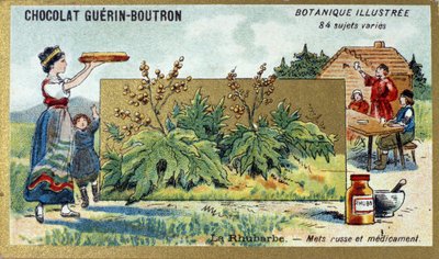 ルバーブ：ロシアの食と薬。エングレービング（クロモ）。Guerin-Boutronチョコレートの広告用クロモリトグラフ、19世紀後半。イラストリーボタニカルシリーズ。 作： Anonymous Anonymous