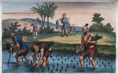 中国のライスプランテーション（la rice） - 「宇宙のすべての人々の用途と習慣」からの彫刻。Or History of the Government, Laws, Militia, Religion of All Nations from the Remotest Times to the Present Day" 1856年 作： Anonymous Anonymous