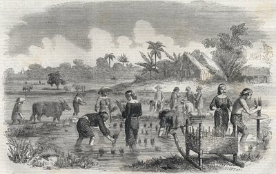 1864年、フィリピンのマニラ（マニラ）での稲作風景。(マニラでの田植え) 無名の彫刻。個人蔵。 作： Anonymous Anonymous