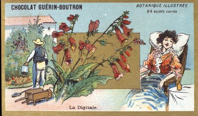 デジタルのこと。エングレービング（クロモ）。Guerin-Boutronチョコレートの広告用クロモリトグラフ、19世紀後半。イラストリーボタニカルシリーズ。 作： Anonymous Anonymous