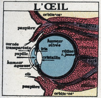 目：人間の目の断面図。1925年の匿名のイラスト。個人蔵。 作： Anonymous Anonymous
