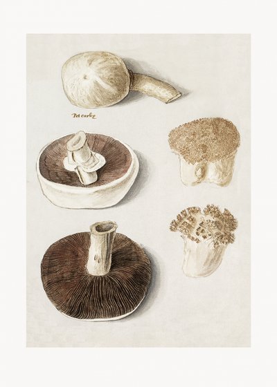 コモン・メドウ・マッシュルーム（Agaricus campestris）、直立した状態 作： Anselmus Boëtius de Boodt