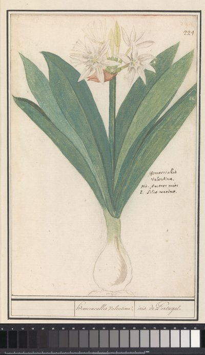 アマリリス (Hippeastrum) ヘロモカリス バレンチナ / ポルトガルのアイリス (オブジェクトのタイトル) 作： Anselmus Boëtius de Boodt