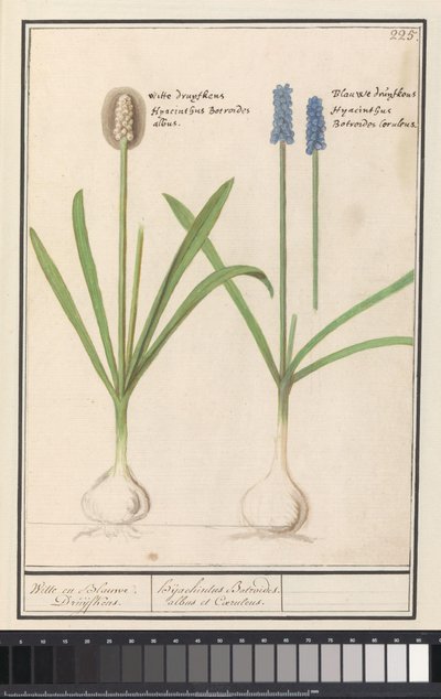 ブドウヒヤシンス (Muscari botryoides) 白ぶどうと青ぶどう。 / Dhijachintus Botroides。 albus et coeruleus (オブジェクトのタイトル) 作： Anselmus Boëtius de Boodt