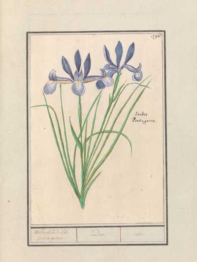 ブルーアイリス (Iris sibirica) 香るリス。 ポルトガル語。 /アイリス。 /虹彩。 (アイテムのタイトル) 作： Anselmus Boëtius de Boodt