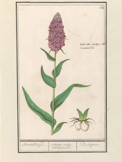 ブロードラン (Dactylorhiza majalis) Standelcruijd。 /サティリオンランまたはサイノソルキス。 /サティリオン。 (オブジェクトのタイトル) 作： Anselmus Boëtius de Boodt