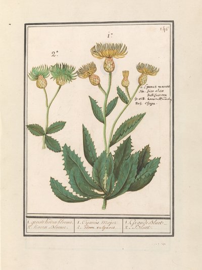 ケンタウリ (Centaurea) 1.大きなトウモロコシの花。 2.コーンブルーム。 / 1. Cijanus Major / 2. idem vulgaris. / 1.グランブルート。 / 2.ブルート。 (オブジェクトのタイトル) 作： Anselmus Boëtius de Boodt