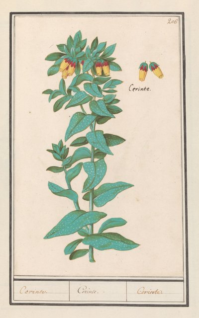 Cerinthe（ケリンテメジャー） 要件。 / 要件。 / 要件。 (オブジェクトのタイトル) 作： Anselmus Boëtius de Boodt