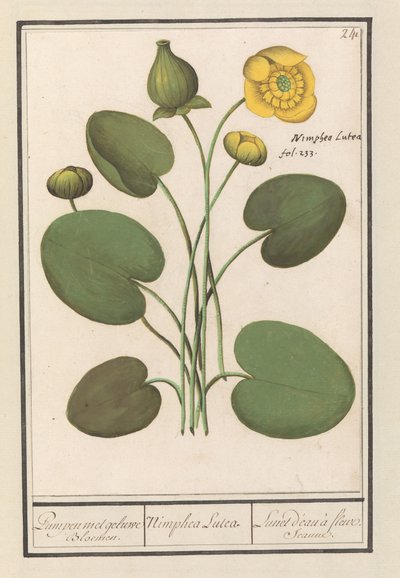 黄色の塊（Nuphar lutea） 黄色い花をつけたパンペン。 /ニンフェア・ルテア。 / Lunet d