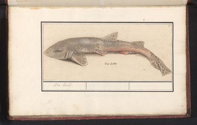 ドッグフィッシュ (Scyliorhinus canicula) 海の犬 (オブジェクトのタイトル) 作： Anselmus Boëtius de Boodt