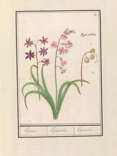 ヒヤシンス (Hyacinthus orientalis) ヒジャシン / ヒヤシンス / ヒヤシンス (オブジェクトのタイトル) 作： Anselmus Boëtius de Boodt