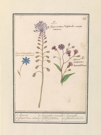 Kuifhyacint (Muscari comosum) en korenbloem (Centaurie) 1.ハイジャック 2. 紫色の Coorn Bloeme / 1. ヒヤシンス ジオスコリデス。 イケメン市長。 2.カジャヌスパープル。 / 1. ヒヤシンス 2. petit bluet violet (オブジェクトのタイトル) 作： Anselmus Boëtius de Boodt