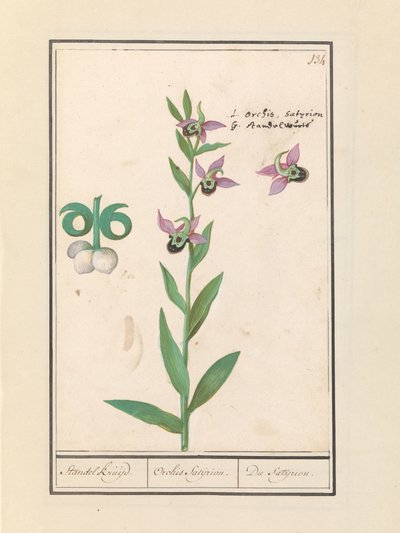 笑うマルハナバチ蘭 (Ophrys bombyliflora) とアネモネン (アネモネ) | 笑うマルハナバチ蘭 (Ophrys bombyliflora) 笑うマルハナバチ蘭 (Ophrys bombyliflora) 作： Anselmus Boëtius de Boodt