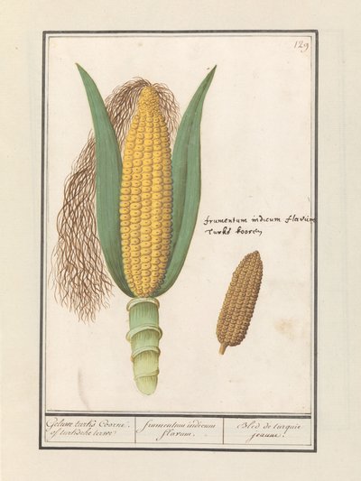 トウモロコシ（Zea mays） ゲルウェ タークス コーン。 turksche terwe / イエローインディアンコーン / Bled de turquie jeaune (オブジェクトのタイトル) 作： Anselmus Boëtius de Boodt