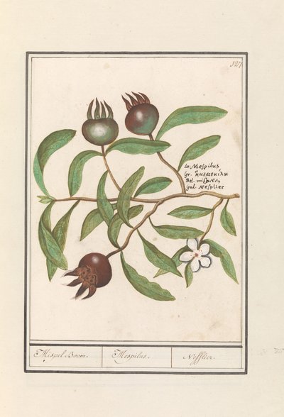 メドラー (Mespilus germanica) メドラーの木。 /メスピロス。 / Nefflier (オブジェクトのタイトル) 作： Anselmus Boëtius de Boodt