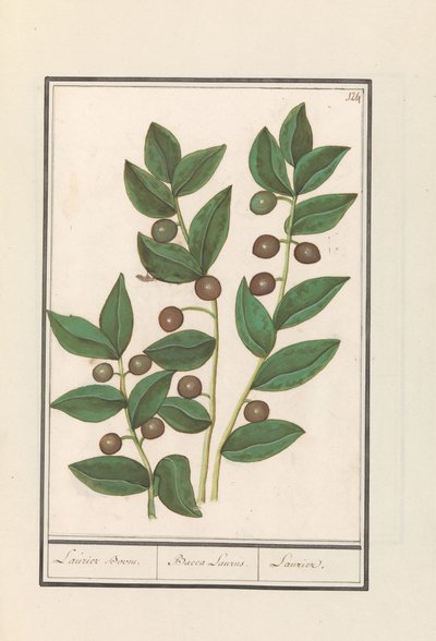 オリーブ（Olea europaea） 月桂樹。 /バッカ・ローラス。 /月桂樹（オブジェクトのタイトル） 作： Anselmus Boëtius de Boodt