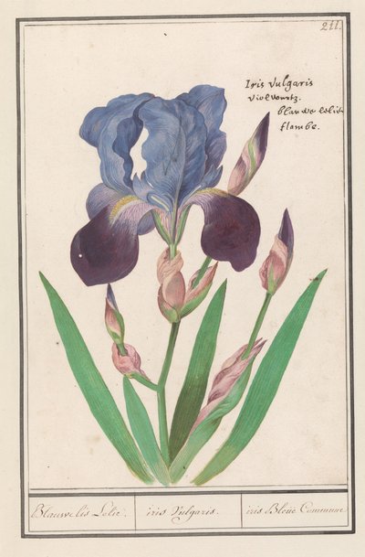 紫色のアイリス (Iris germanica) ブルーアイリスリリー. /虹彩尋常性。 /アイリスブルーコミューン（オブジェクトのタイトル） 作： Anselmus Boëtius de Boodt