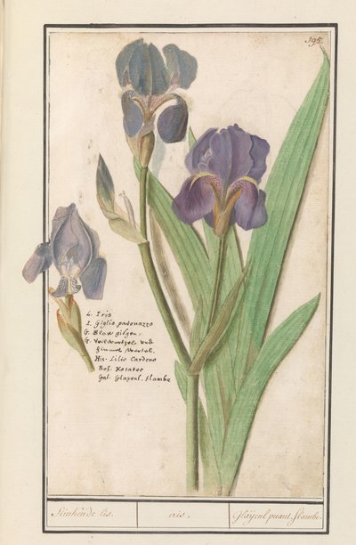 Paarse アイリス (Iris germanica) スティンケンデ・リス。 /虹彩。 /悪臭を放つグラジオラス。 炎。 (オブジェクトのタイトル) 作： Anselmus Boëtius de Boodt