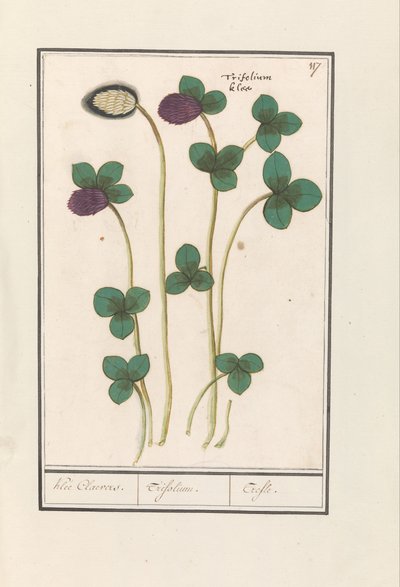 レッドクローバー (Trifolium pratense) クレー・クレーバース。 /トリフォリウム。 /トレフル（オブジェクトのタイトル） 作： Anselmus Boëtius de Boodt