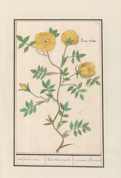 バラ（ローザ） いくつかの黄色いバラ。 / Rosa lutea simplex / rose jaune à fleur simple (オブジェクトのタイトル) 作： Anselmus Boëtius de Boodt