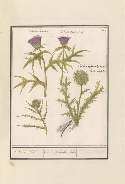 アザミ (Carduus) とアーティチョーク (Cynara cardunculus) Distel (アザミ) en artisjok (Cynara cardunculus) ボル・カーデン / Cardius Spheroche-phalus (オブジェクトのタイトル) 作： Anselmus Boëtius de Boodt