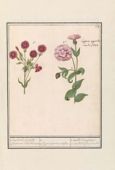 2 つのカーネーション (なでしこ) 1. イングリッシュ・ジャンティール。 2. ダイスフラワーのジェネル / 1. 2. Lygnis agrestis multiflora. / 1. ウイエ・ダングルテール。 2. aeuillete a fleur double (オブジェクトのタイトル) 作： Anselmus Boëtius de Boodt