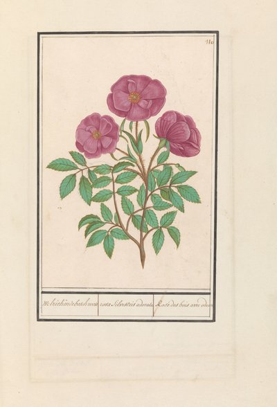 Wilde roos (ローザ) Welriekende bosch roose / rosa silverstris adorata. / 香りのする森のバラ (タイトルのオブジェクト) 作： Anselmus Boëtius de Boodt