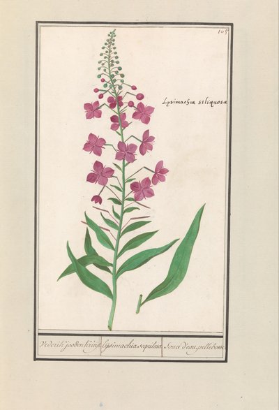 Fireweed (Chamerion angustifolium) ウェデリック・ユダヤ人クライト. / lysimachia sequilosa / Souci d