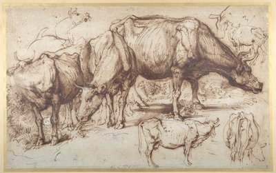 牧草地の牛」 1618-20年頃 （紙にペンとインク、ウォッシュ 作： Anthony van Dyck