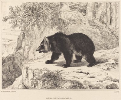 ミシシッピ ベア、1836 年。 作： Antoine Louis Barye