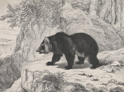 ミシシッピ ベア、1836 年。 作： Antoine Louis Barye