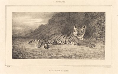 虎の研究。 作： Antoine Louis Barye