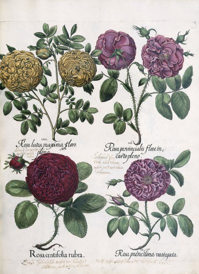 バラの4つのタイプ、1613 作： Antoine Pesne