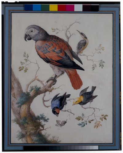 他のエキゾチックな鳥と赤と灰色のオウム 作： Anton Henstenburgh