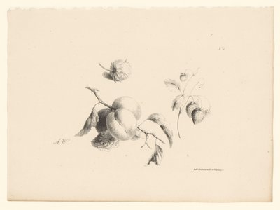アプリコットとイチゴ 花と果実（連載タイトル） 作： Anton Weiss