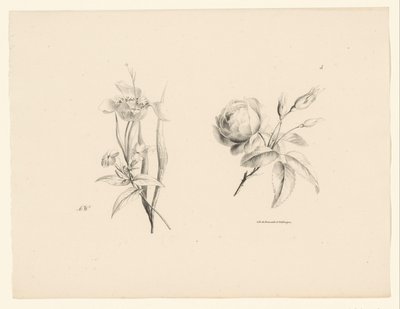 バラと他の花 花と果実（連載タイトル） 作： Anton Weiss