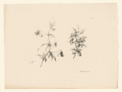 2 つの花 花と果実（連載タイトル） 作： Anton Weiss