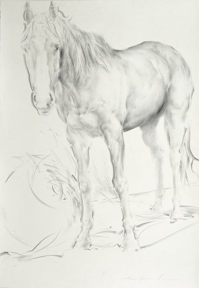 クールモアの馬、1990年（紙に木炭） 作： Antonio Ciccone