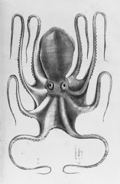 Ippolito Saluianiによる「水族館の動物の歴史、最初の本」のイラスト、1554年 作： Antonio Lafreri