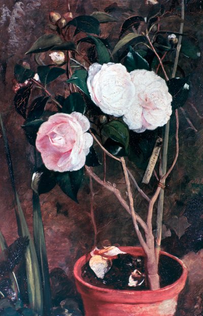 カメリア、19世紀 作： Antonio Maria Fabres y Costa