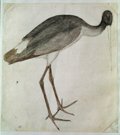 右を向いて立つ黒いコウノトリ。アントニオ・ディ・プッチョ・ピサーノ（ピサネロ）（1395年以前～1455年）によるドローイング。茶色のインク、茶色のウォッシュ、灰色のウォッシュ、黒い石、羽。寸法：20,8x18,7cm。ルーヴル美術館、キャビネ・デッサン 作： Antonio Pisanello