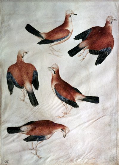 Vallardiアルバムの5つのジェイズ（紙のトイレ） 作： Antonio Pisanello